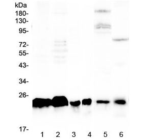 MED18 Antibody