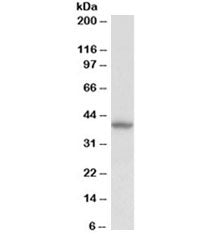 Decorin Antibody