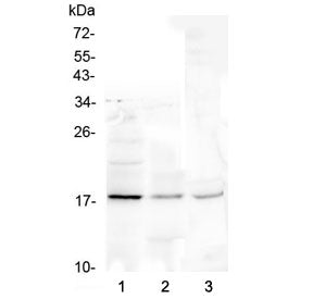 Ribonuclease 3 Antibody / RNASE3 / Eosinophil cationic protein