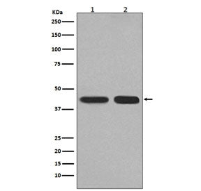 PGK1 Antibody