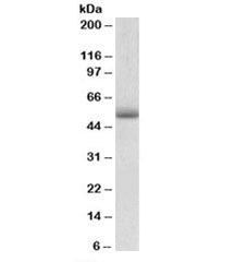 Western blot testing of mouse heart lysate with TRIM72 antibody at 0.01ug/ml. Predicted/observed mol