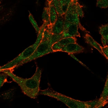 Immunofluorescent staining of human HeLa cells using RHOXF2 antibody (green, clone PCRP-RHOXF2-1D7)