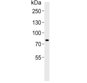 AGAP4 Antibody / AGAP8