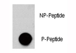 Phospho-AKT3 Antibody (pS472)