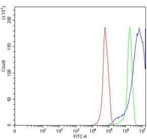 TRPV6 Antibody / CaT-L / CaT1