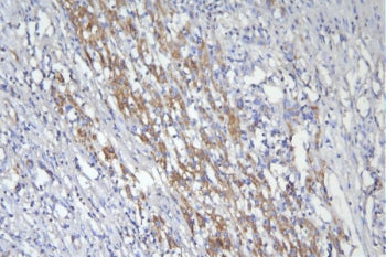 CD46 Antibody