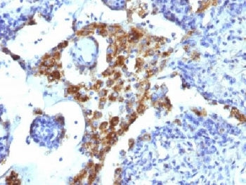 Napsin A Antibody