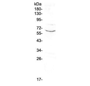 CD1c Antibody