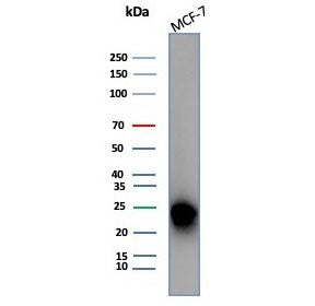 Western blot testing of human MCF-7 cell lysate with CD99 antibody (clone MIC2/7867). Predicted mole