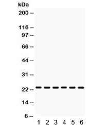 HMGB3 Antibody / HMG4