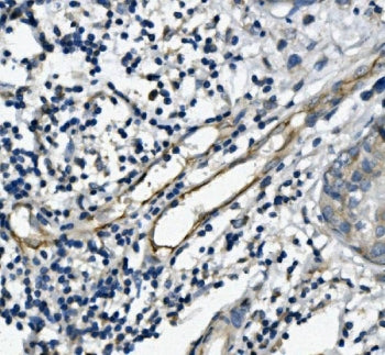CD31 Antibody / PECAM-1