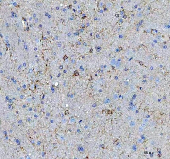 MIF Antibody