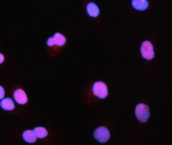 Immunofluorescent staining of FFPE human A549 cells with HRMT1L2 antibody (red) and DAPI nuclear sta
