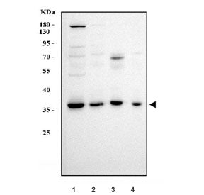 Western blot testing of human 1) HepG2, 2) Jurkat, 3) ThP-1 and 4) HEK293 cell lysate with APOBEC3B