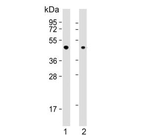 EBP1 Antibody / ErbB3-binding protein 1 / PA2G4