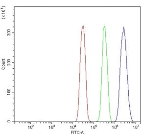 FOXN1 Antibody