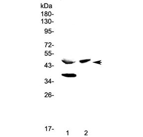Carboxypeptidase A Antibody