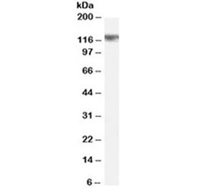 Western blot testing of rat brain lysate with Cyld antibody at 0.5ug/ml. Predicted molecular weight