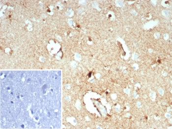 Glutamine Synthetase Antibody / GLUL
