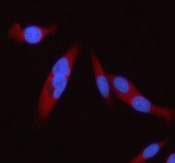 STAT2 Antibody