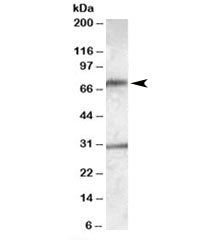 LIPG Antibody