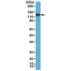 MSH3 Antibody