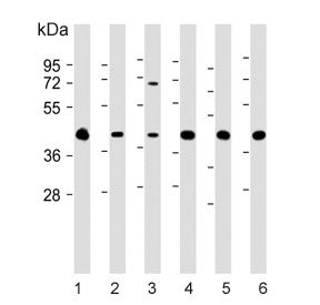 NIP Antibody / GIPC1