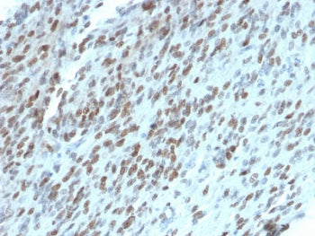 TLE1 Antibody