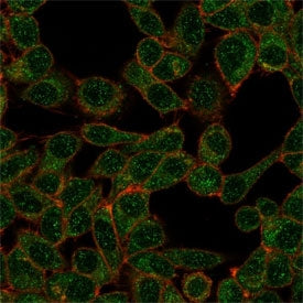 Immunofluorescent staining of PFA-fixed human HeLa cells using IRF9 antibody (green, clone PCRP-IRF9