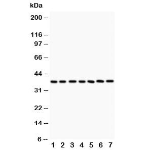 LIF Antibody