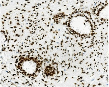 TRIM28 Antibody / KAP1