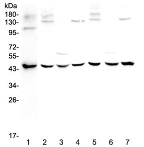 WWOX Antibody