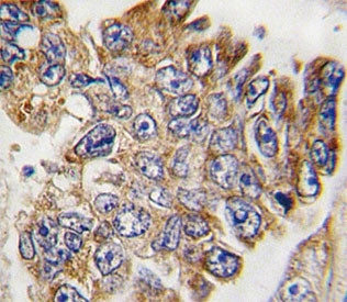 GRB2 Antibody