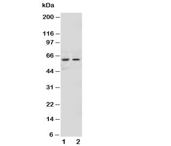 NOX1 Antibody