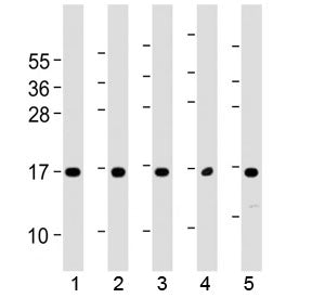 Eotaxin 3 Antibody / CCL26 (C-Terminal Region)