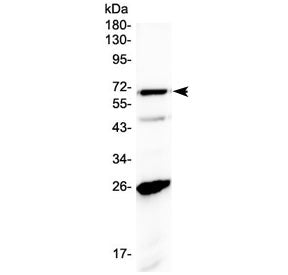 SLC7A3 Antibody (N-Terminal)
