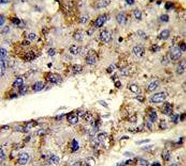 HNRPL Antibody / hnRNP L