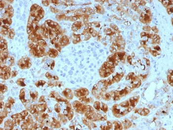 IHC testing of FFPE human pancreas with Glycoprotein 2 antibody (clone GP2/1805). HIER: boil tissue