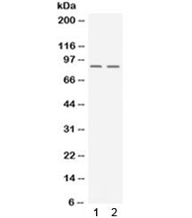 UHRF2 Antibody / NIRF