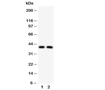 IRF2 Antibody