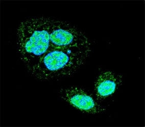HSF1 Antibody