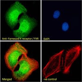 IF/ICC staining of fixed and permeabilized human U-2 OS cells with FXR antibody (green) at 10ug/ml,