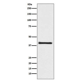 AKT1S1 Antibody / PRAS40