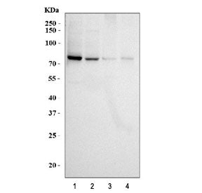 RIP Antibody / RIPK1