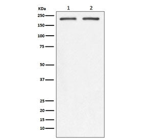 Integrin beta 4 Antibody / ITGB4 / CD104