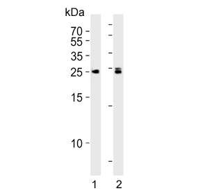 MOB kinase activator 1B Antibody / MOB1B / MOB4A