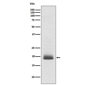 NRAS Antibody