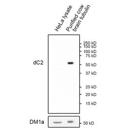 Delta 2-Alpha-Tubulin Antibody / dC2