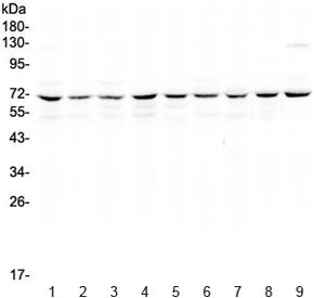 cIAP1 Antibody / BIRC2