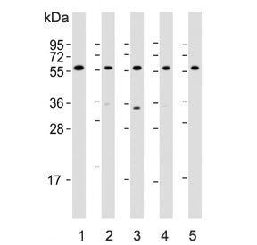 DHCR7 Antibody